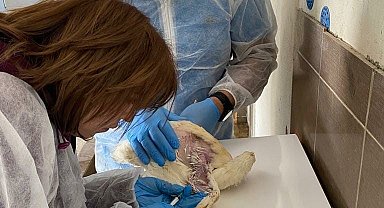 Elazığ'da köy ve ticari tavuk işletmelerinde denetim