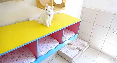 En güzel Van kedisi bu yıl 4 yavru daha doğurdu