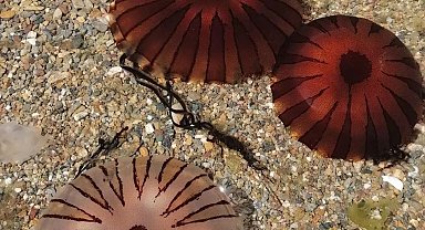 Erdek ve Kapıdağ yarım adası kıyılarında pusula denizanası uyarısı