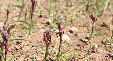 Ergani'de salep yetiştiriciliğine 1 milyon 507 bin 128 TL tahsis edildi