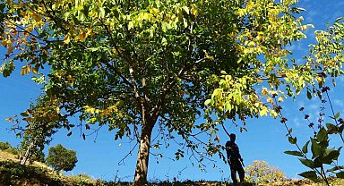 Erzincan'ın Sancak kenti Kemah: 32 bin ceviz ağacı yetiştiriciliği ile ekonomiye katkı sağlıyor