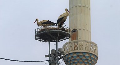 Gökçealan'a 40 yıl sonra gelen leyleklerine yeni yuva