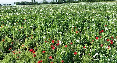 Günyüzü bu güzellikten mahrum kaldı