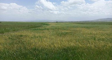 Günyüzü ilçesinde pas hastalığı sıkıntısı