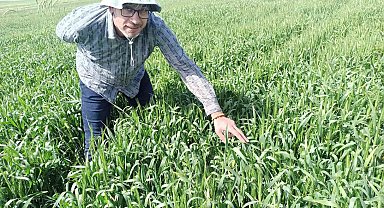 Günyüzü ilçesinde tarlalarda süne kontrolü yapıldı