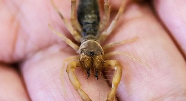 Hakkari'de yeni bir böğü böceği türü keşfedildi