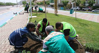 Haliliye'de çiçekler toprakla buluşuyor