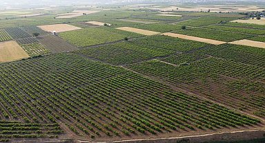 Hatay'da depremzede üreticiler üzüm yaprağı mesaisinde