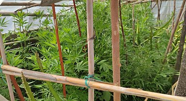 Hatay'da kenevir operasyonu