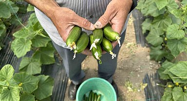 Hava ısındıkça sebze fiyatları düşecek