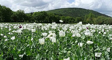 Hisarcık'ta beyaza bürünen haşhaş tarlaları görsel şölen sunuyor