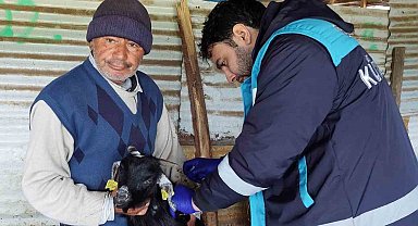 Hisarcık'ta veba aşılaması ve küpeleme çalışması