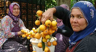 İhracat yolundaki son yenidünyalar yüz güldürüyor