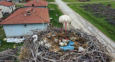 İnatçı leylek yanan yuvasını yavruları için bir daha yaptı