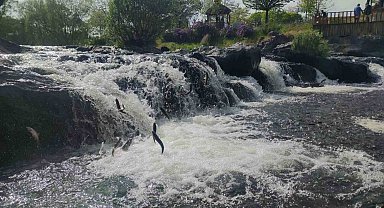 İnci kefalinin muhteşem yolculuğu