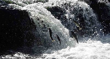 İnci kefallerini bekleyen zorlu yolculuk