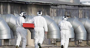 İngiltere'de çiftlikte çalışan iki kişide kuş gribi tespit edildi