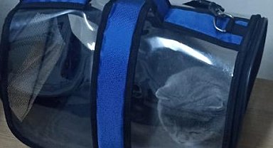 Isparta'da çalınan 2 köpek ve 1 kedi HAYDİ ekipleri tarafından bulundu