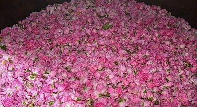 Isparta'da gül çiçeği hasadı başladı