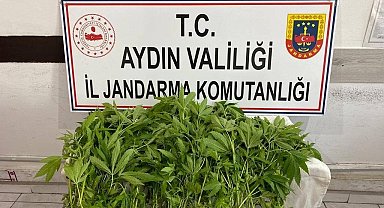 Jandarmanın yasadışı kenevir ekimi ile mücadelesi sürüyor