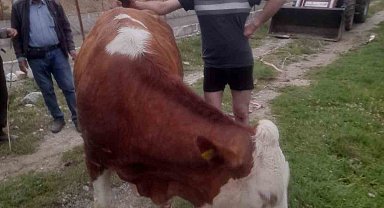 Kanala düşen inek, köylülerin çabasıyla kurtarıldı