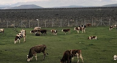 Kars'ta meralar renklendi