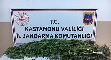 Kastamonu'da 28 kök kenevir ele geçirildi: 1 gözaltı