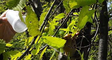 Kastamonu'da 'katil gal arısı'yla mücadele devam ediyor