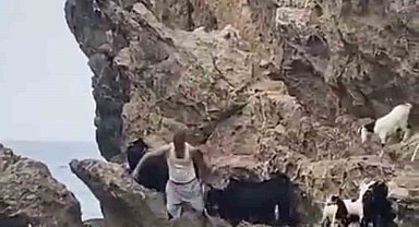 Keçilerin deniz keyfi