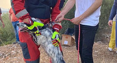 Kendisini kurtarmaya gelen itfaiye erini görünce sevgi gösterisi sergiledi