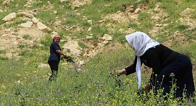 Kırsalda toplanan yılanyastığı bitkisi ihraç ediliyor