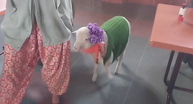 Kıyafet giydirdiği kuzusuyla oy kullanmaya gitti