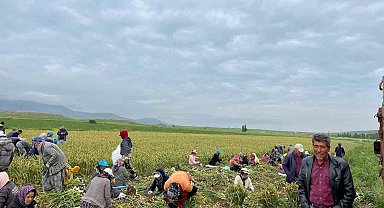 Konya'da sağanak yağış sarımsak tarlalarını vurdu