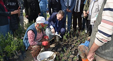 Kursiyerler uygulamalı olarak zeytin budadı