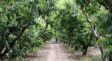 Kuşadası'nda 'Rich May' cinsi şeftalinin hasadına başlandı