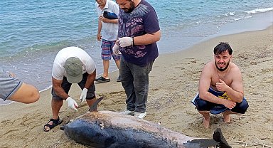 Kuşadası'nda iki yunus karaya vurdu