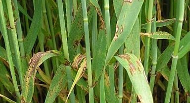 Kütahya'da arpa ve buğdaylarda kök ve kök boğazı çürüklüğü hastalığı görüldü