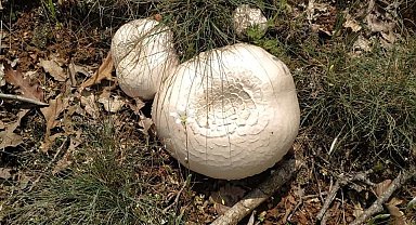 Kütahya'da bir süredir etkili olan yağışlar nedeniyle mantar bereketi yaşanıyor