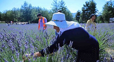 Lavanta bahçesi yeni sezona hazırlanıyor