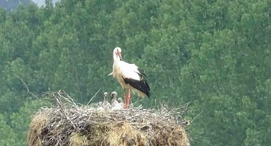 Leylek yavruları yuvada görüntülendi