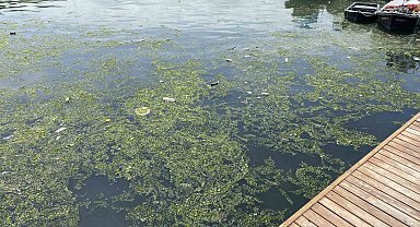 Limanı çöplüğe çevirdiler