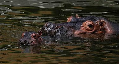 Malavi'de su aygırı tekneye saldırdı: 1 ölü, 23 kayıp