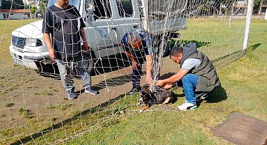 Manisa'da kale filesine dolanıp mahsur kalan köpek kurtarıldı