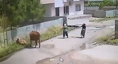 Mardin'de ineğin ölüme gitme anı kameraya yansıdı