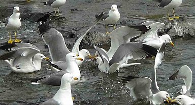 Martıların inci kefali kavgası