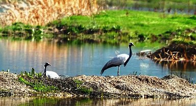 Milli Parklar, telli turna ailesinin fotoğrafını paylaştı