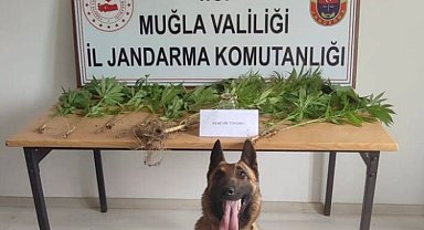 Muğla jandarmasının hassas burunları uyuşturucuya geçit vermedi