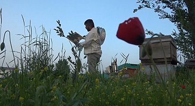 Muş'ta 100 bin kovandan 600 ton bal üretimi hedefleniyor