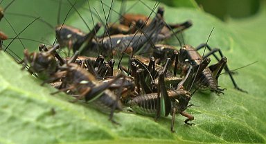 Muş'ta çekirge alarmı