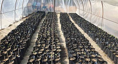 Nazilli Belediyesi fidan üretim tesisi ile milli tarım hamlesini güçlendiriyor